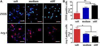 A Review on the Design of Hydrogels With Different Stiffness and Their Effects on Tissue Repair